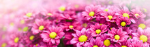 Purple Pink And Yellow Flowers Daisies Banner Or Panorama. Bouquets Of Blossom Rainbow Chrysanthemum Floral Top View. Violet Daisy Flower Background.