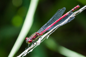 Wall Mural - damselfly perched with bright colors