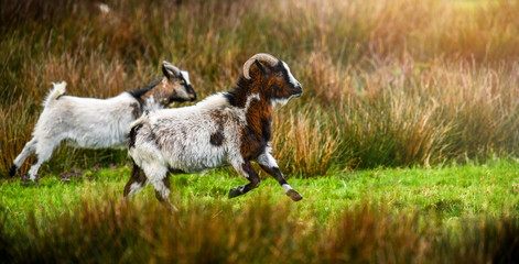 Group of small and adult goats run through green fresh grass with beards.