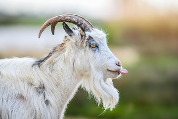 Bearded white goat portrait on beautiful blur bokeh in natural habitat with horns.