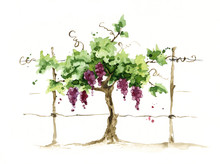 Vineyard / Grape On The Trellis, Watercolor Illustration