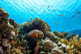 Fototapeta Do akwarium - Coral Reef at the Red Sea Egypt