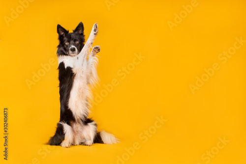 Black and white border collie dog on yellow background Tableau sur Toile