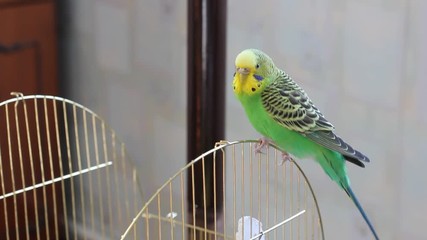 Wall Mural - Budgerigar sitting on a cage