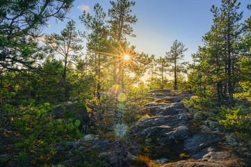 Wall Mural - Pine tree forest at dawn. Sun shines through. Nordic landscape