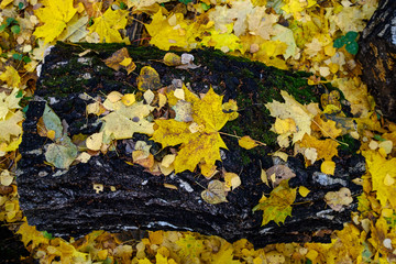 Wall Mural - Bright yellow autumn leaves on an old birch log in a forest glade in the fall. The beauty of autumn nature.