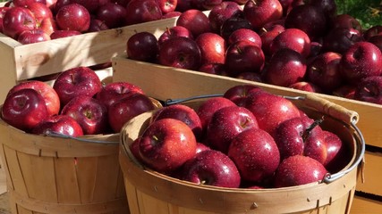 Wall Mural - The fresh harvest of organic apples outdoors in dappled sunlight