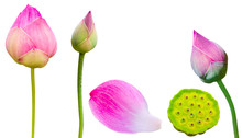 Pink Lotus Flower Buds And Beautiful Pink Lotus Petals Isolated On White Background