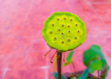 Fresh Lotus Seeds Or Lotus Flower Pod Close Up On Blur Background