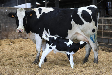 Vaches en Bretagne