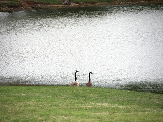 Wide shot of a pond with two geese standing in the shoreline