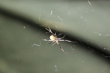 spider on a web