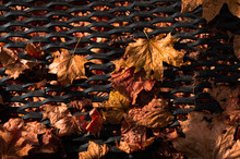 Autumn Brown And Yellow Leafs Background.