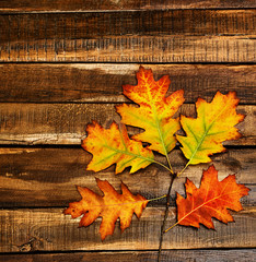 Wall Mural - autumn maple branch with orange leaves on top view with copy space on wooden table vertical frame.