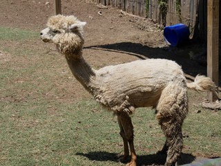 White llama standing in a grassy area