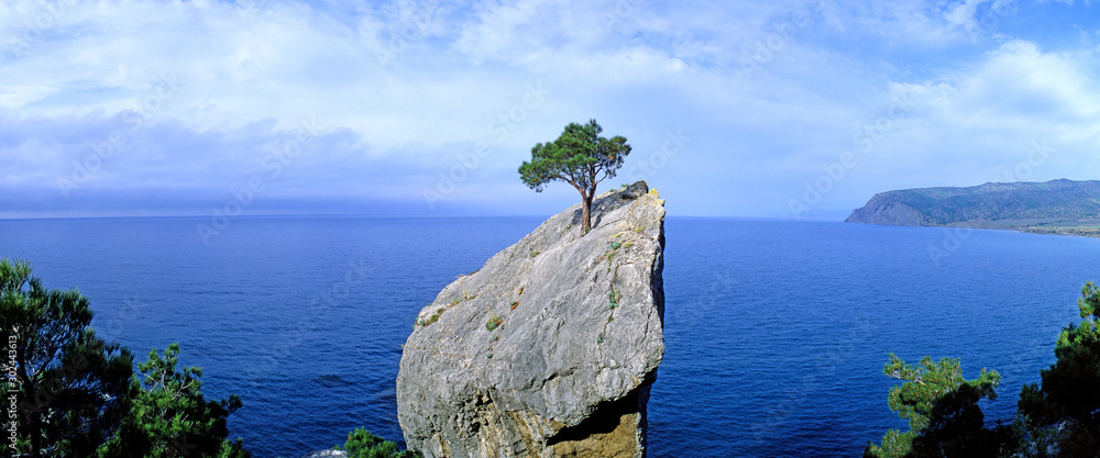 Panoramic view of a lonely tree growing on a rock. Crimea - obrazy, fototapety, plakaty 