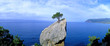 Panoramic view of a lonely tree growing on a rock. Crimea