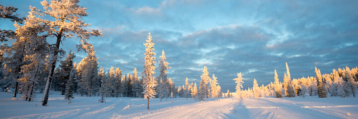 Wall Mural - snowy panoramic landscape at sunset, frozen trees in winter in saariselka, lapland, finland
