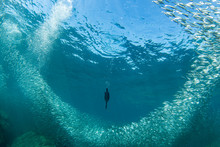 Cormorant While Fishing Underwater In Bait Ball