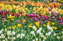 Beautiful Bright Colorful Multicolored Yellow, White, Red, Purple, Pink Blooming Tulips On A Large Flowerbed In The City Garden Or Flower Farm Field In Springtime. Spring Easter Flower Background.