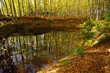 晩秋の美人林と池に映る黄葉