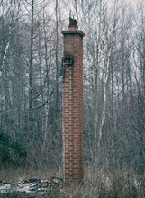 House Chimney Remains In Rural Wooded Area