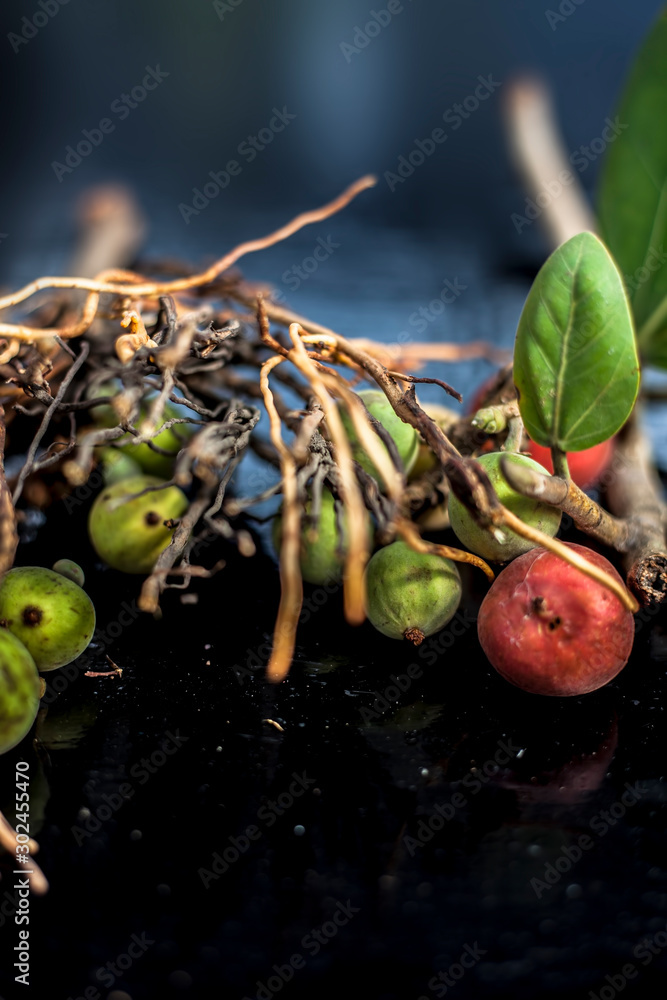 Tree Roots And Ripe Close up shot of cut aerial roots of banyan tree along with its raw and ...