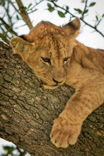 Close-up Of Young Lion Cub In Tree
