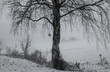Birke im Schnee - monochrome vintage