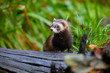 Cute polecat waiting for the feeding