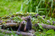 Cute polecat waiting for the feeding