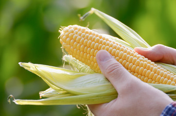 Harvest ready unwrapped corn cobs in farmer's hands closeup