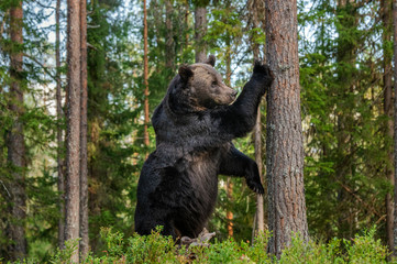Wall Mural - brown bear stands on its hind legs by a tree in a pine forest. scientific name: ursus arctos natural