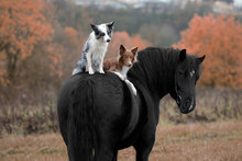 Dog And Horse In Autumn Forest