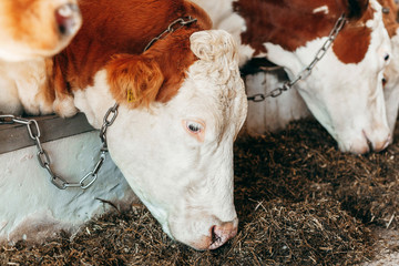 Wall Mural - Long row of cows sticking their heads out bars of stable to feed