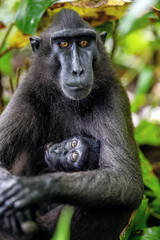 Wall Mural - The Celebes crested macaque and cub. Crested black macaque, Sulawesi crested macaque, sulawesi macaque or the black ape. Natural habitat. Sulawesi. Indonesia.