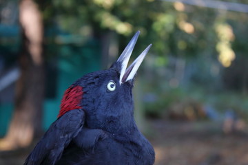 Poster - black woodpecker