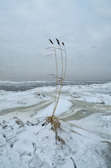 The Bay is covered with ice.