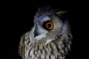 Poster - long eared owl