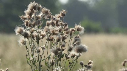 Wall Mural - Dandelion moved by the wind in a meadow at sunset with camera zoom out