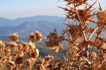 dry beige-brown flower of prickly plant, branches prickly, against blue sky and mountains background