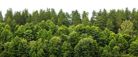 Wall Mural - lush green forest on the horizon is isolated. the edge of a forest with deciduous and coniferous tre