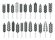 Cereal grain spikes icon shape set. Agriculture food logo symbol. Vector illustration image. Isolated on white background. Oat, whey, barley, rye.