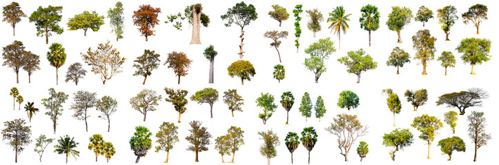 collection of tropical tree in thailand isolated on white background