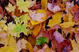 Fototapeta Tęcza - liście, jesień, barwy jesieni
