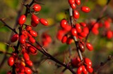 Fototapeta Tęcza - jesień, czerwień, barwy jesieni