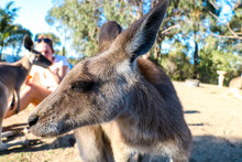 Close Up Side Profile Of A Kangaroo Sanctuary In Eastern Australia.