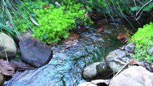 A Small Stream Surrounded By Lush Vegetation.
