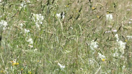 Wall Mural - Grass stems in a park moved by the wind in a summer sunny day