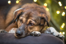 Sad Dog With Holiday Lights